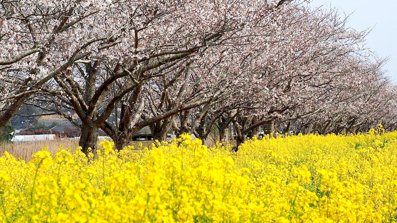 春の安塚公園（鉾田市安塚）
